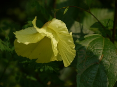 Azanza lampas
