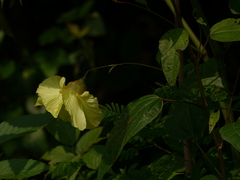 Azanza lampas