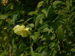 Azanza lampas