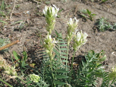 Oxytropis candicans