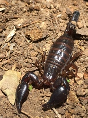 Didymocentrus krausi