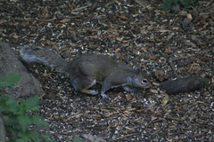 Sciurus carolinensis