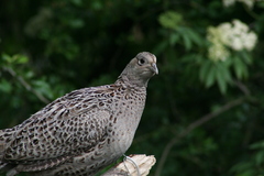 Phasianus colchicus