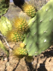 Opuntia velutina