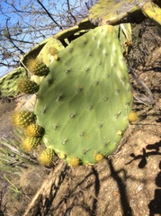 Opuntia velutina