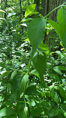 Vincetoxicum rossicum