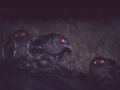 Steatornis caripensis