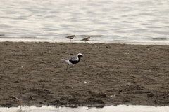 Pluvialis squatarola