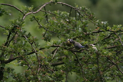 Cyanistes caeruleus