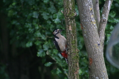 Dendrocopos major