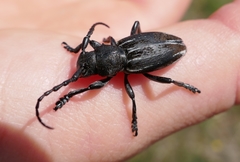 Dorcadion fuliginator