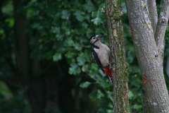 Dendrocopos major