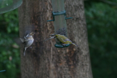 Chloris chloris