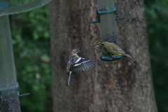 Fringilla coelebs