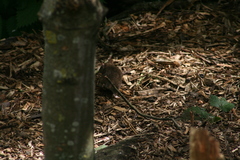 Rattus norvegicus
