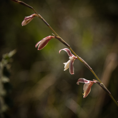 Hesperantha radiata