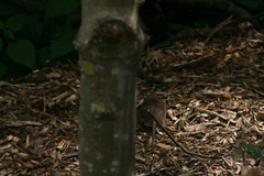 Rattus norvegicus