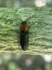Ampedus rubricollis