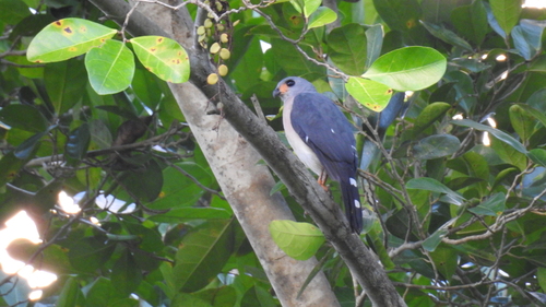 Spot-tailed Sparrowhawk (Tachyspiza trinotata), photo 3
