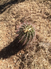 Ferocactus recurvus recurvus