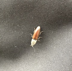 Athous haemorrhoidalis