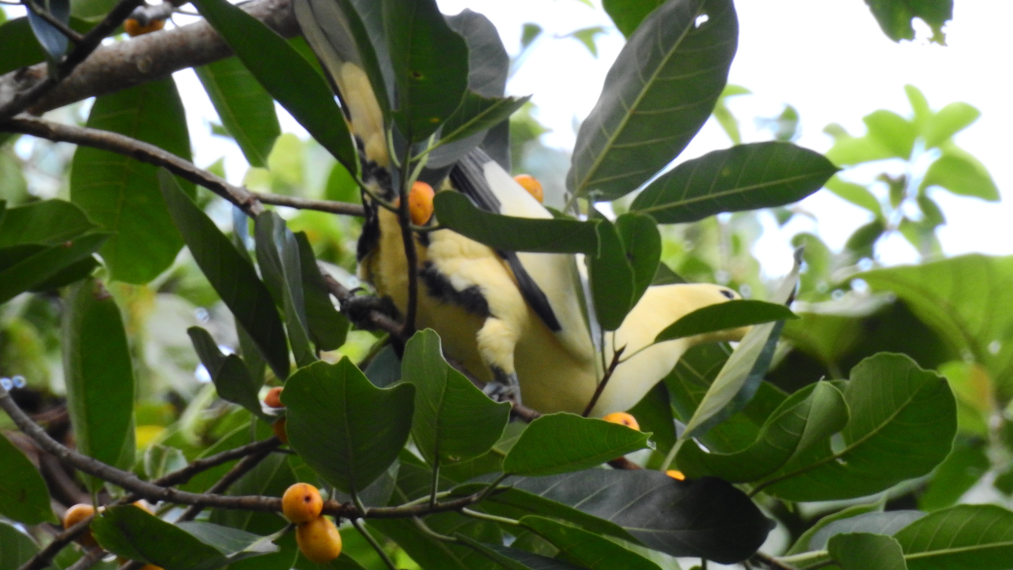 Silver-tipped Imperial Pigeon (Ducula luctuosa), photo 9