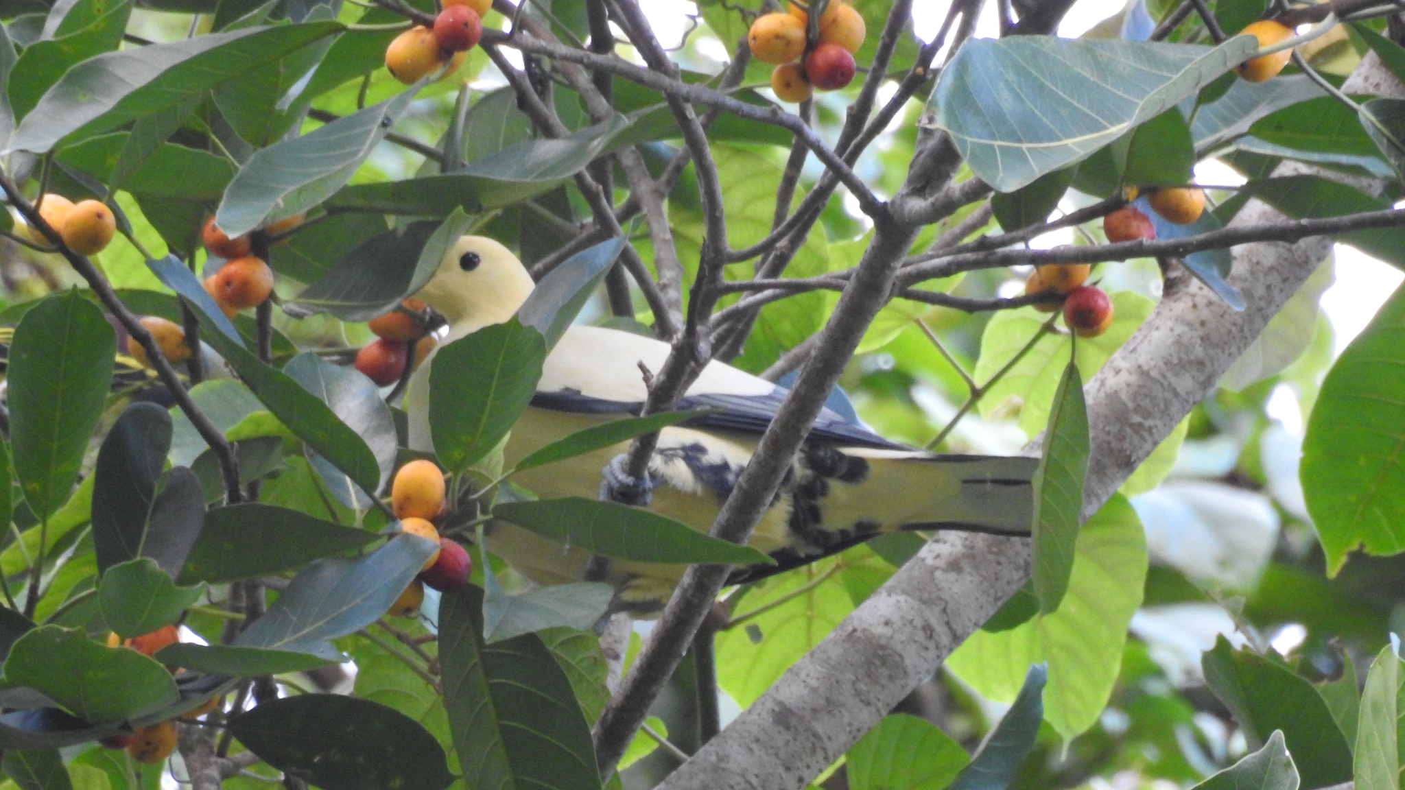 Silver-tipped Imperial Pigeon (Ducula luctuosa), photo 8