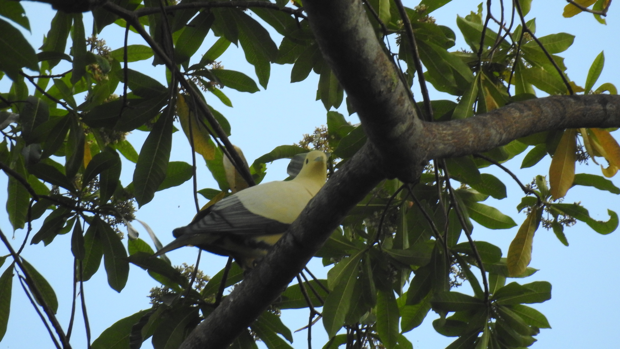 Silver-tipped Imperial Pigeon (Ducula luctuosa), photo 7