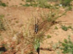 Phytoecia melanocephala