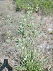Eryngium yuccifolium