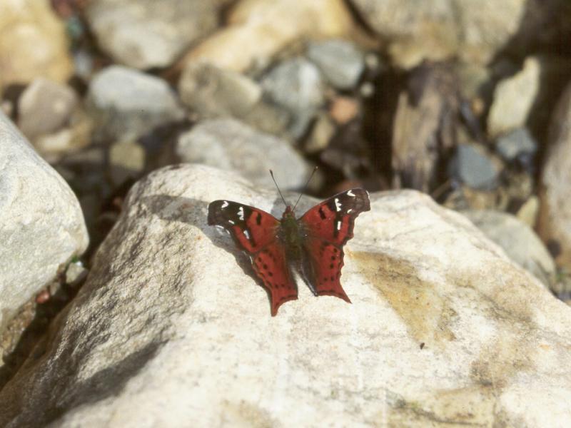 Hypanartia christophori