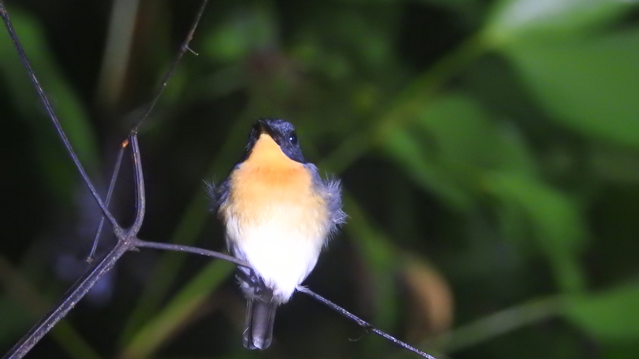 Rufous-throated Flycatcher (Ficedula rufigula), photo 5
