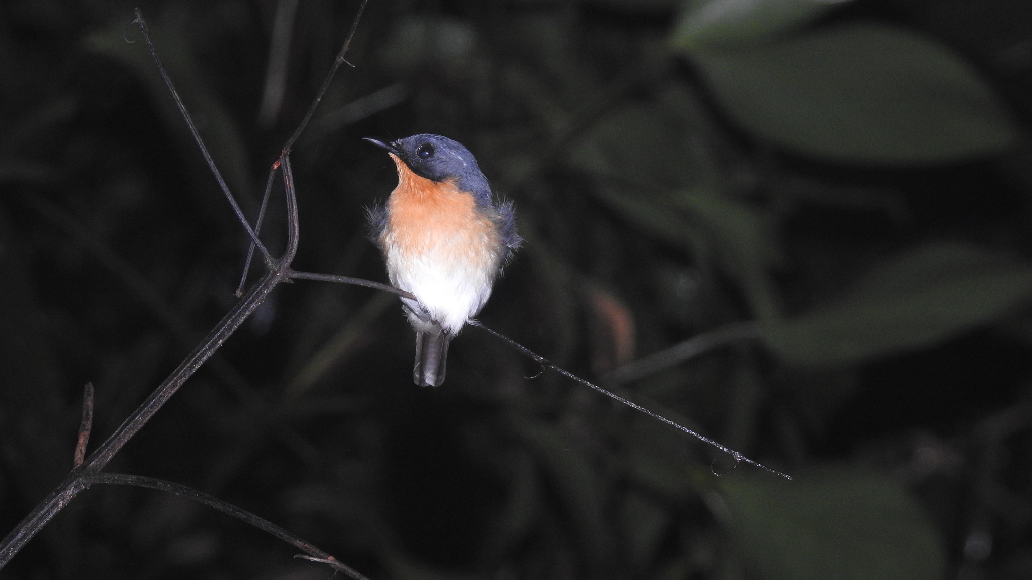 Rufous-throated Flycatcher (Ficedula rufigula), photo 6