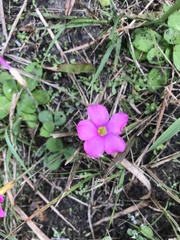 Oxalis eckloniana-nidulans