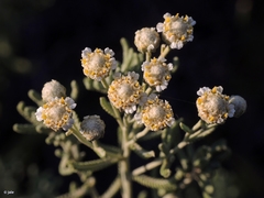 Achillea santolinoides