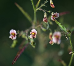 Aeschynomene americana