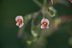 Aeschynomene americana