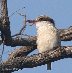 Halcyon chelicuti chelicuti