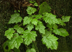 Tolmiea diplomenziesii