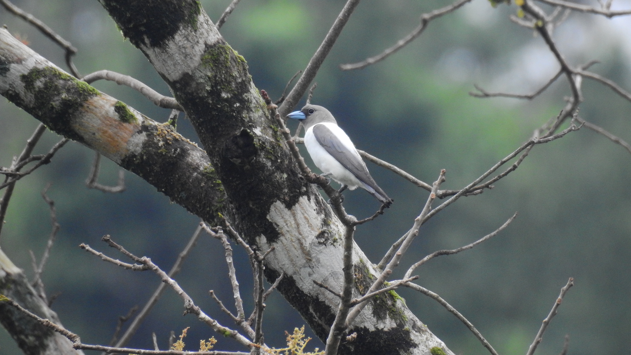 Ivory-backed Woodswallow (Artamus monachus), photo 5
