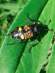 Nicrophorus defodiens