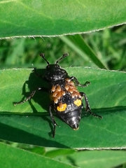 Nicrophorus defodiens