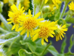 Tephroseris palustris