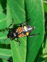 Nicrophorus defodiens