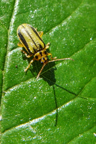 Elm leaf beetle