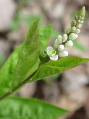 Polygala senega