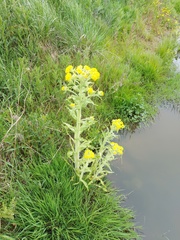 Tephroseris palustris