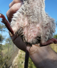 Red Veld Aethomys photo 4