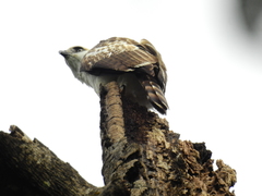 Sulawesi Hawk-Eagle photo 5