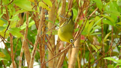 Lemon-bellied White-eye (Zosterops chloris), photo 8